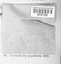 Pycnothelia papillaria image